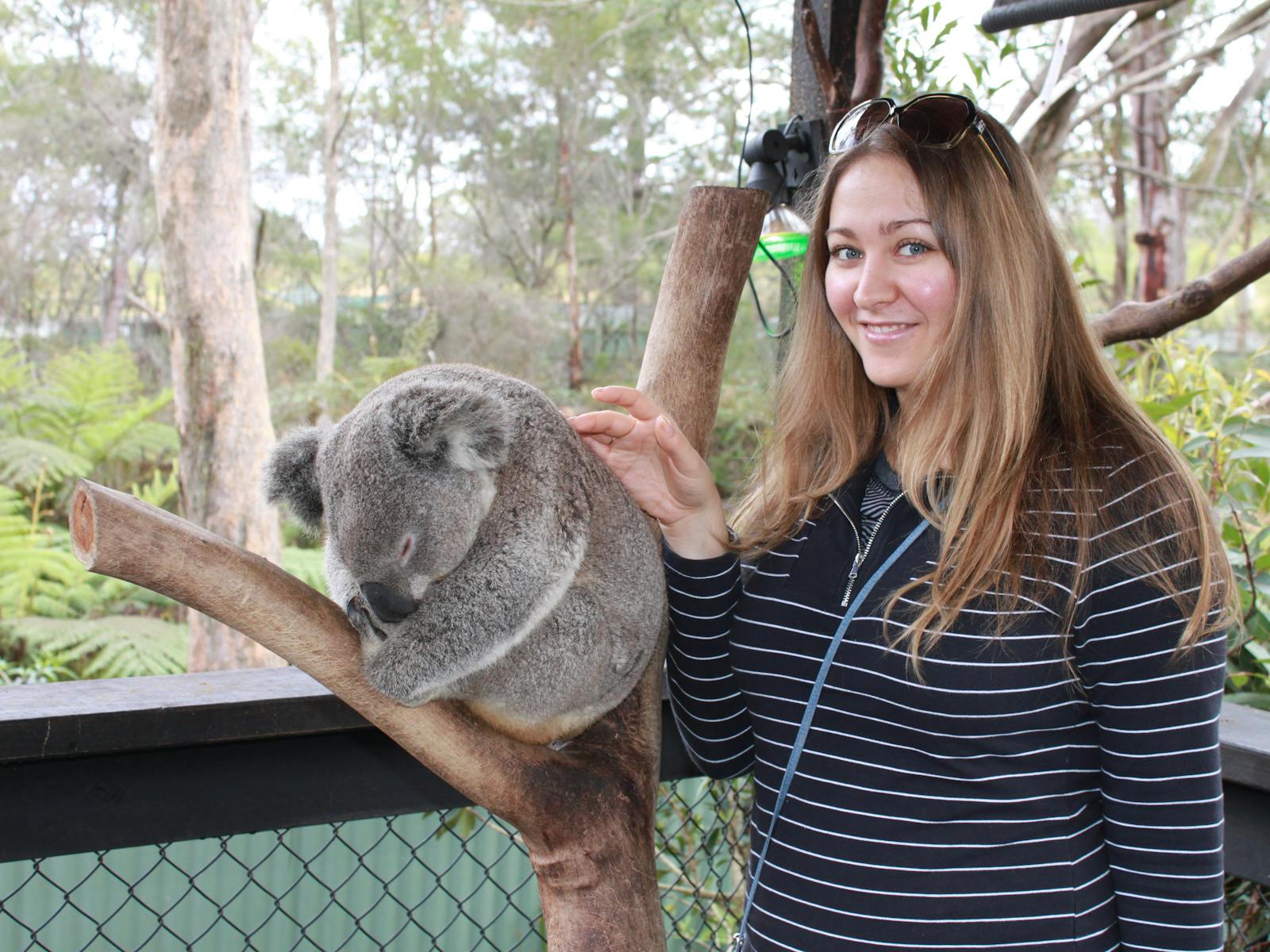 Koala photo session