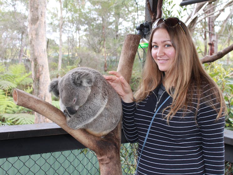 Koala photo session