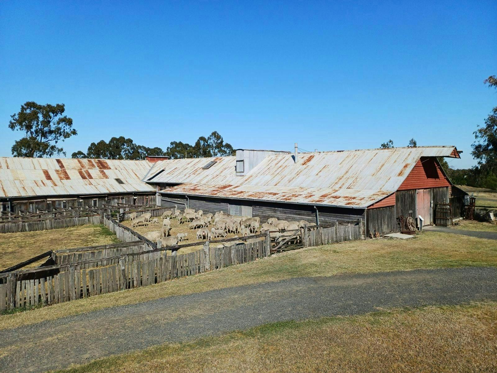 Sheep near the Woolshed
