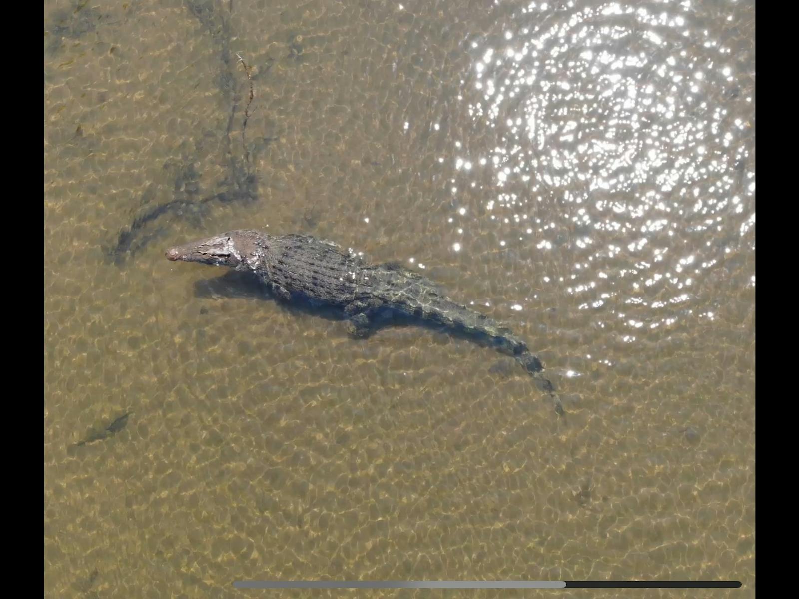 Drone pic of one of the locals in the shallows , Boofhead the big croc