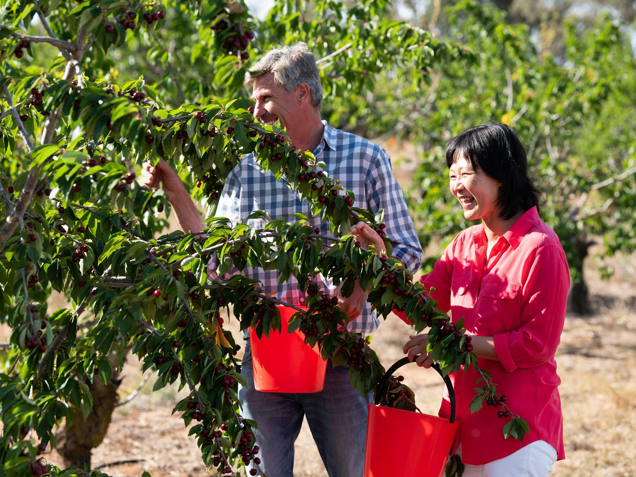 National Cherry Festival NSW Holidays & Things to Do