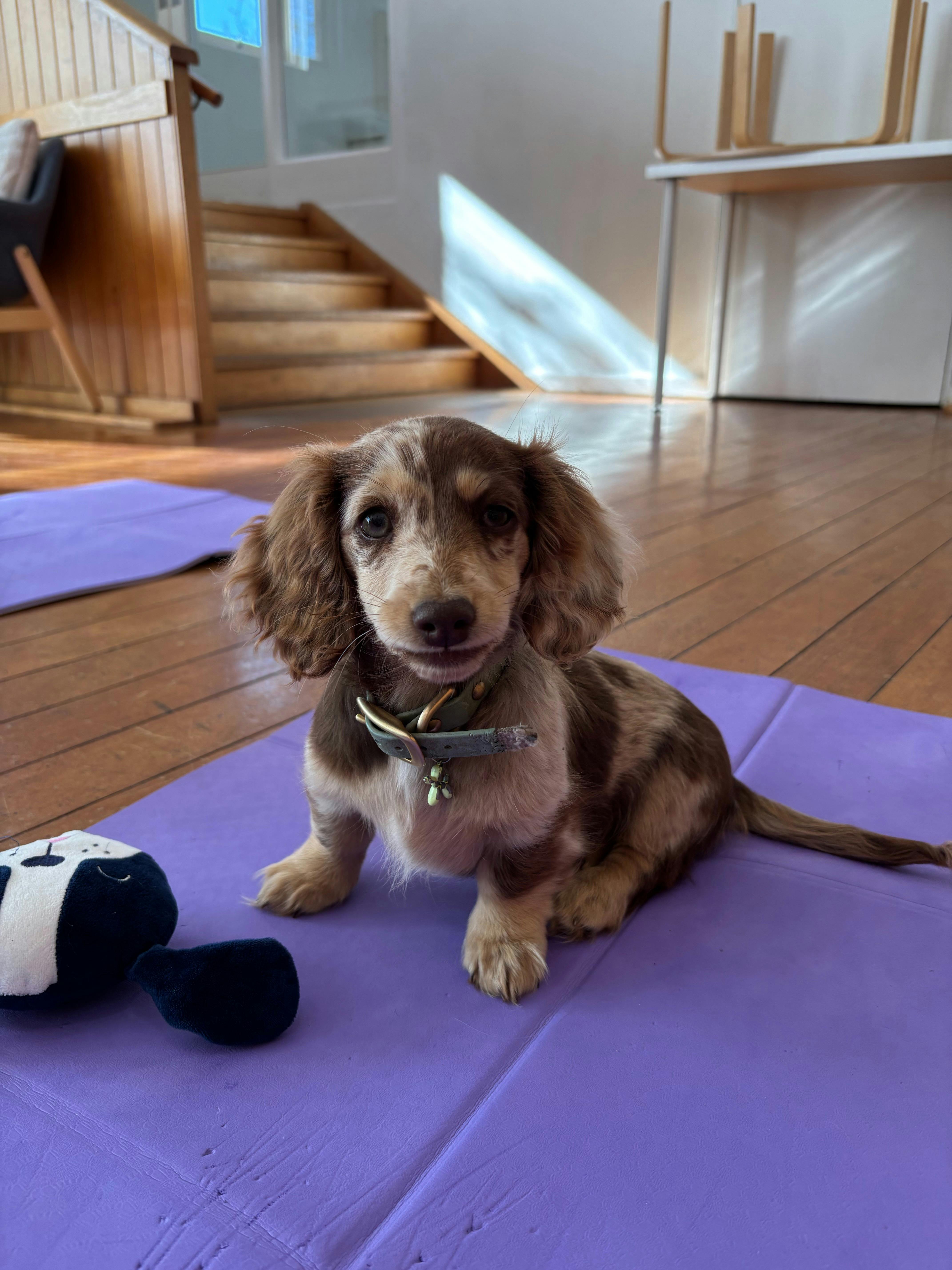 A mottled brown puppy sits on a purple yoga mat in a wooden-floored studio.