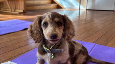 A mottled brown puppy sits on a purple yoga mat in a wooden-floored studio.