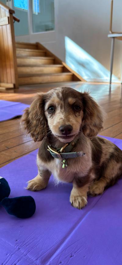 A mottled brown puppy sits on a purple yoga mat in a wooden-floored studio.