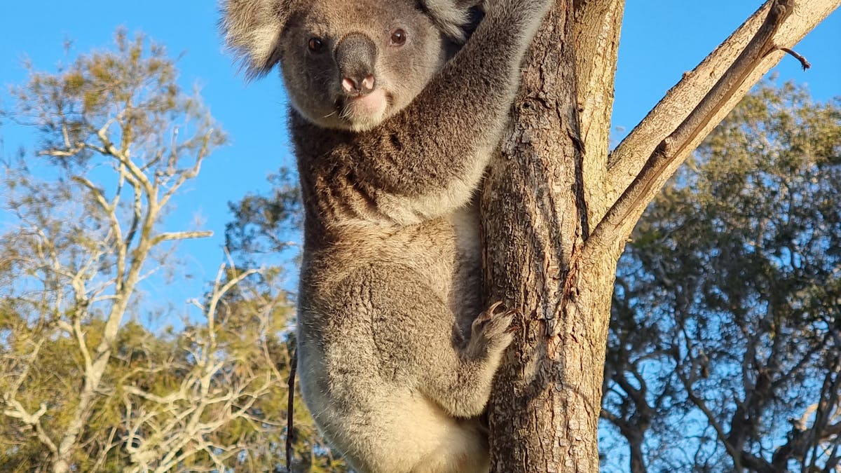 Koala in a tree on North Stradbroke Island during a guided wildlife tour from Brisbane.