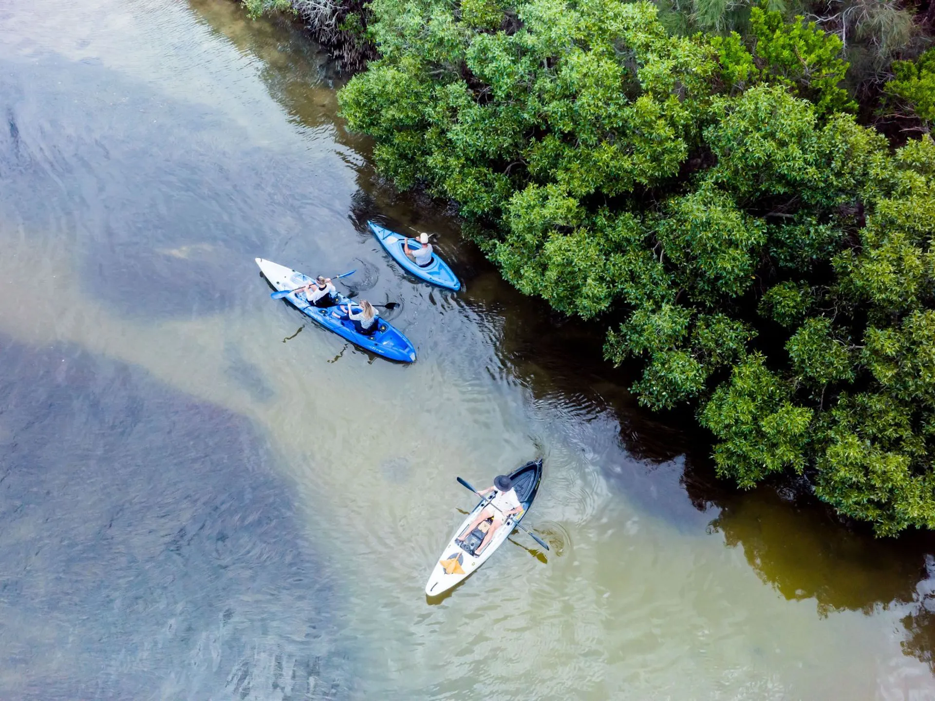 Noosa Everglades Kayak Tour, Nature Eco Adventure searching for Stingrays