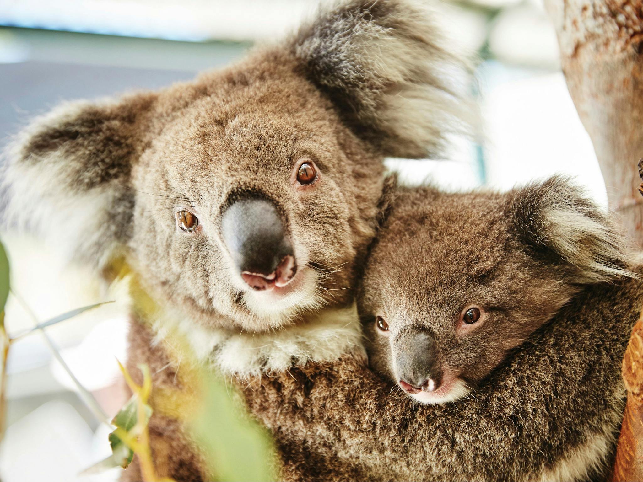 Koalas, Caversham