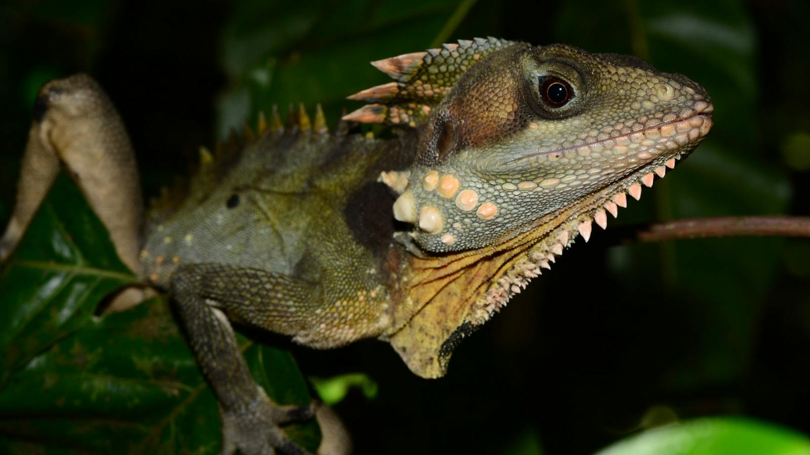 Boyds Forest Dragon