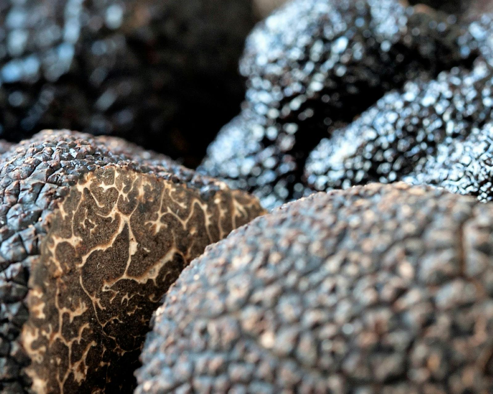 Black truffle