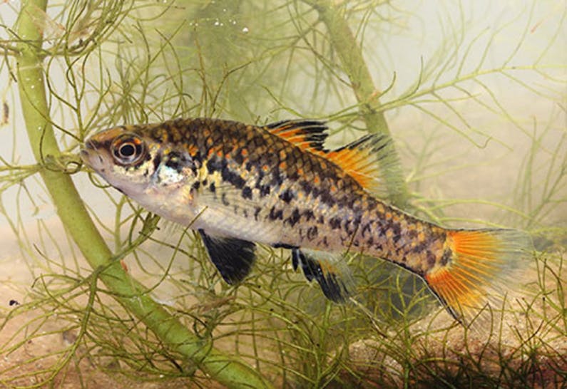 Image of the event 'Pygmy Perch 360 Tour'