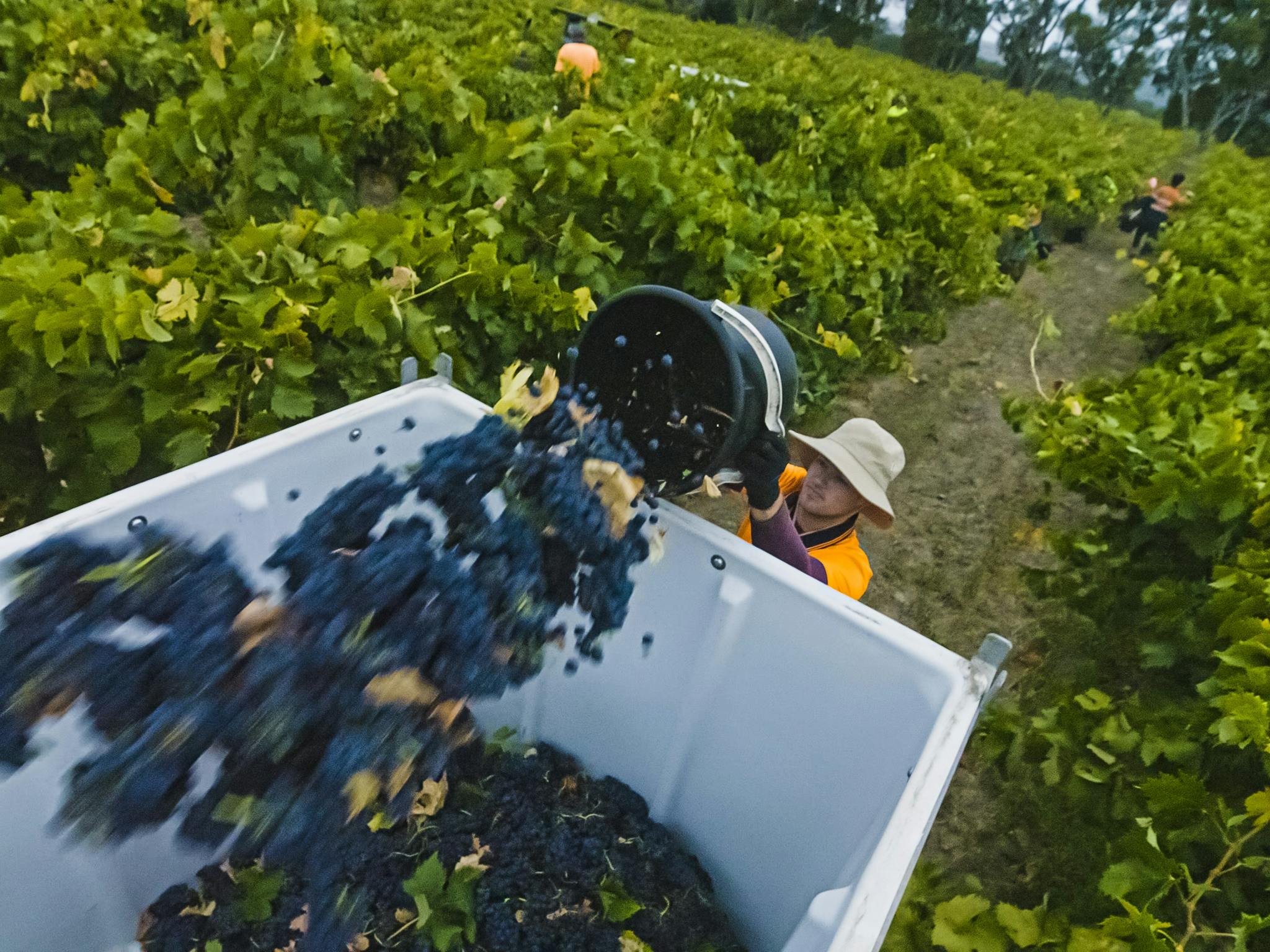 Hand Picking Old Vine Grenache