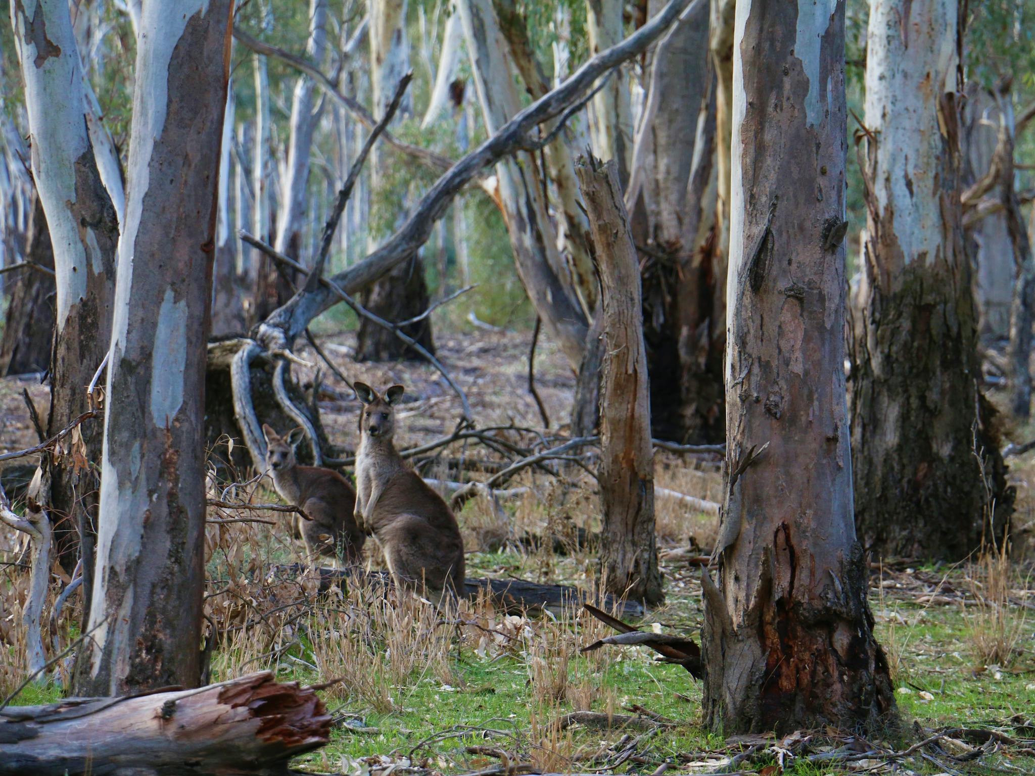 The forest of Gunbower provides the perfect home for many of Australia's most loved flora and fauna
