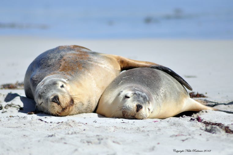 Four Day Adelaide, Barossa and Kangaroo Island - Short Break