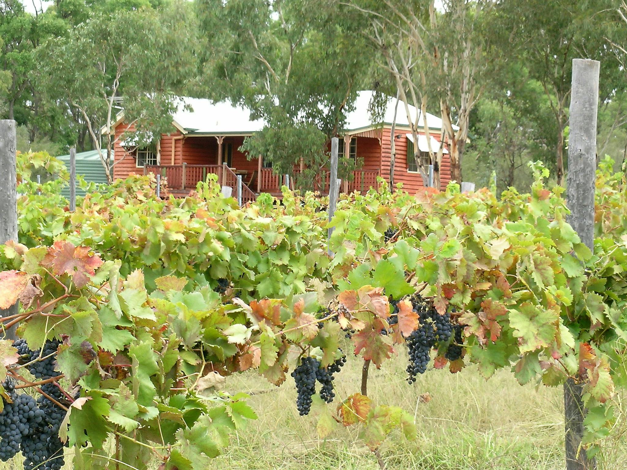 Fergies Hill Cottage sits overlooking the vineyard at Granite Ridge Wines. Fergies Hill Cottage sits overlooking the vineyard at Granite Ridge Wines.