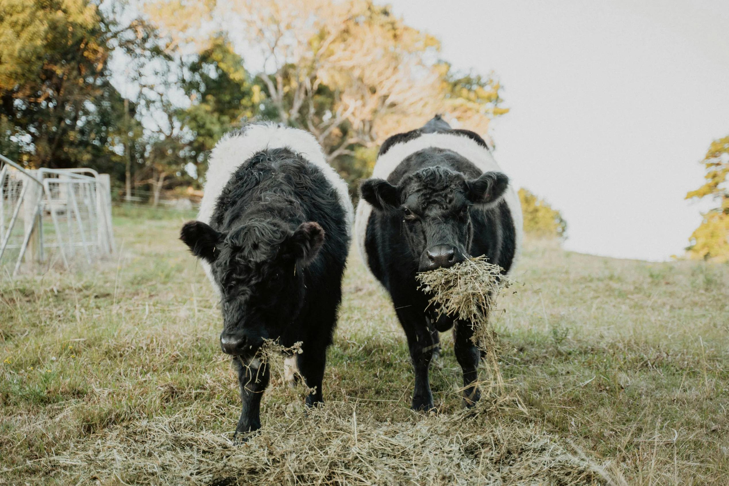 Cows roaming the property