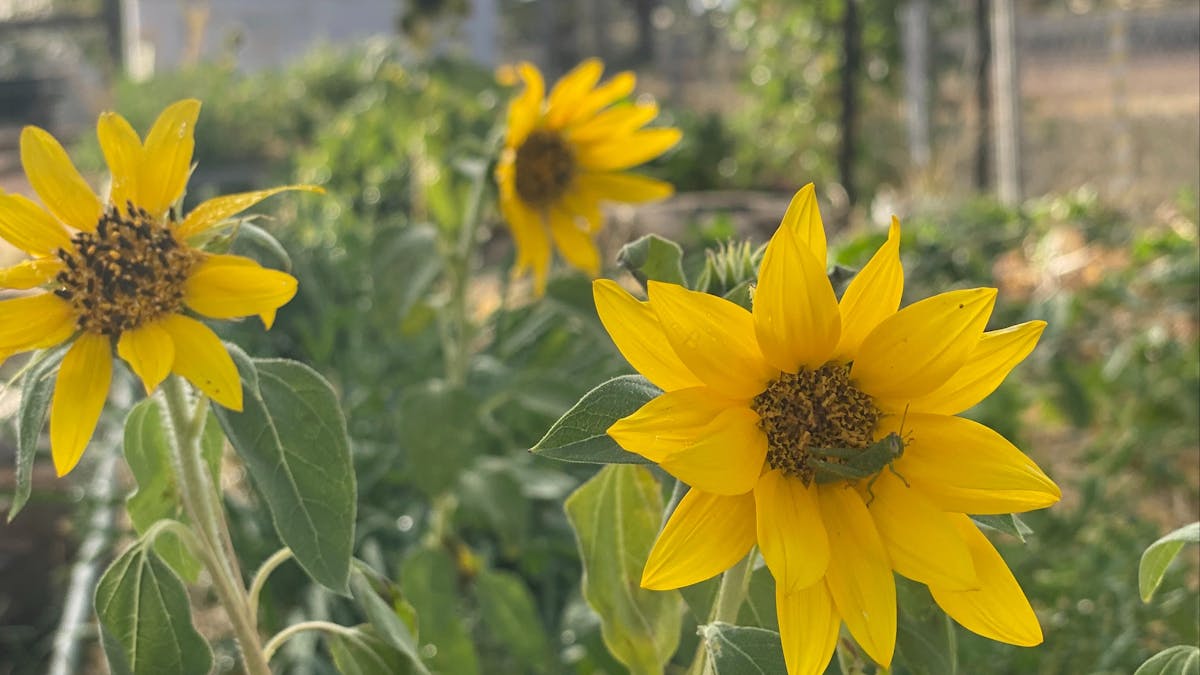 Permaculture is at the heart of our gardens, where you can try, eat, learn stuff about growing !