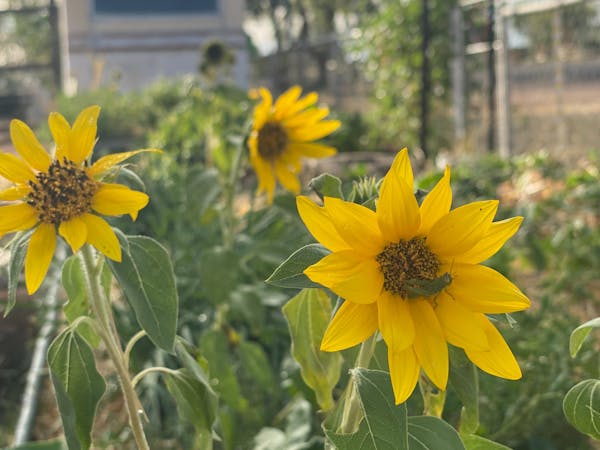 Permaculture is at the heart of our gardens, where you can try, eat, learn stuff about growing !