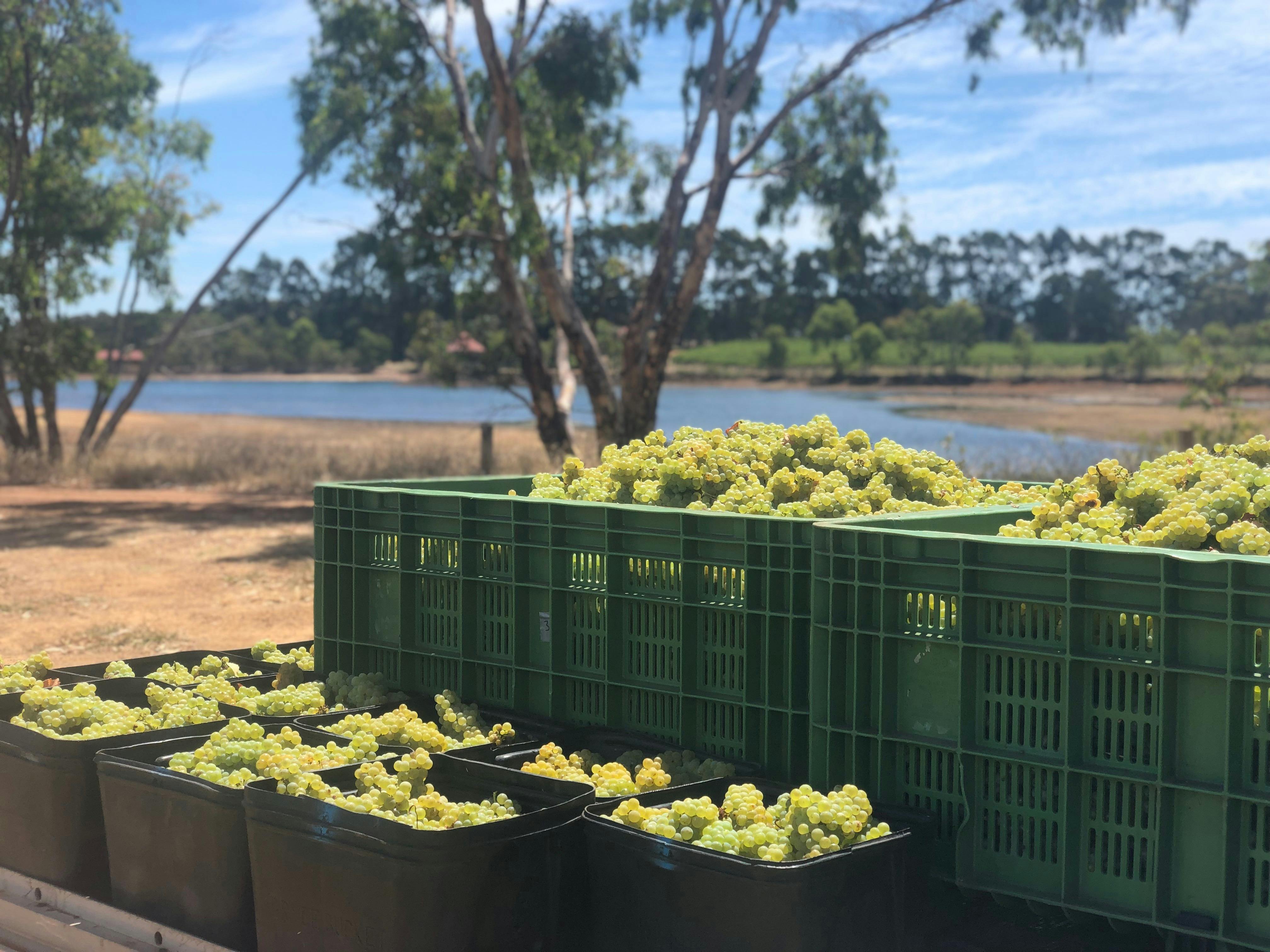 Chardonnay harvested on our Margaret River Vineyardd
