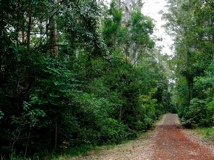 Cambridge Plateau Scenic Drive, Richmond Range National Park. Photo: J Atkins/NSW Government