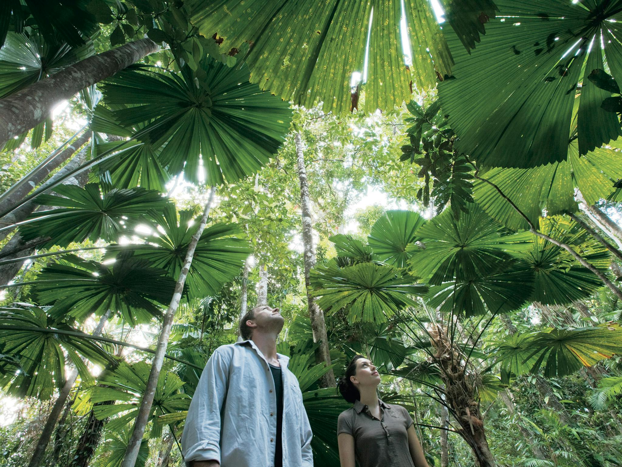 Daintree Rainforest, Far North Queensland Daintree Rainforest, Far North Queensland