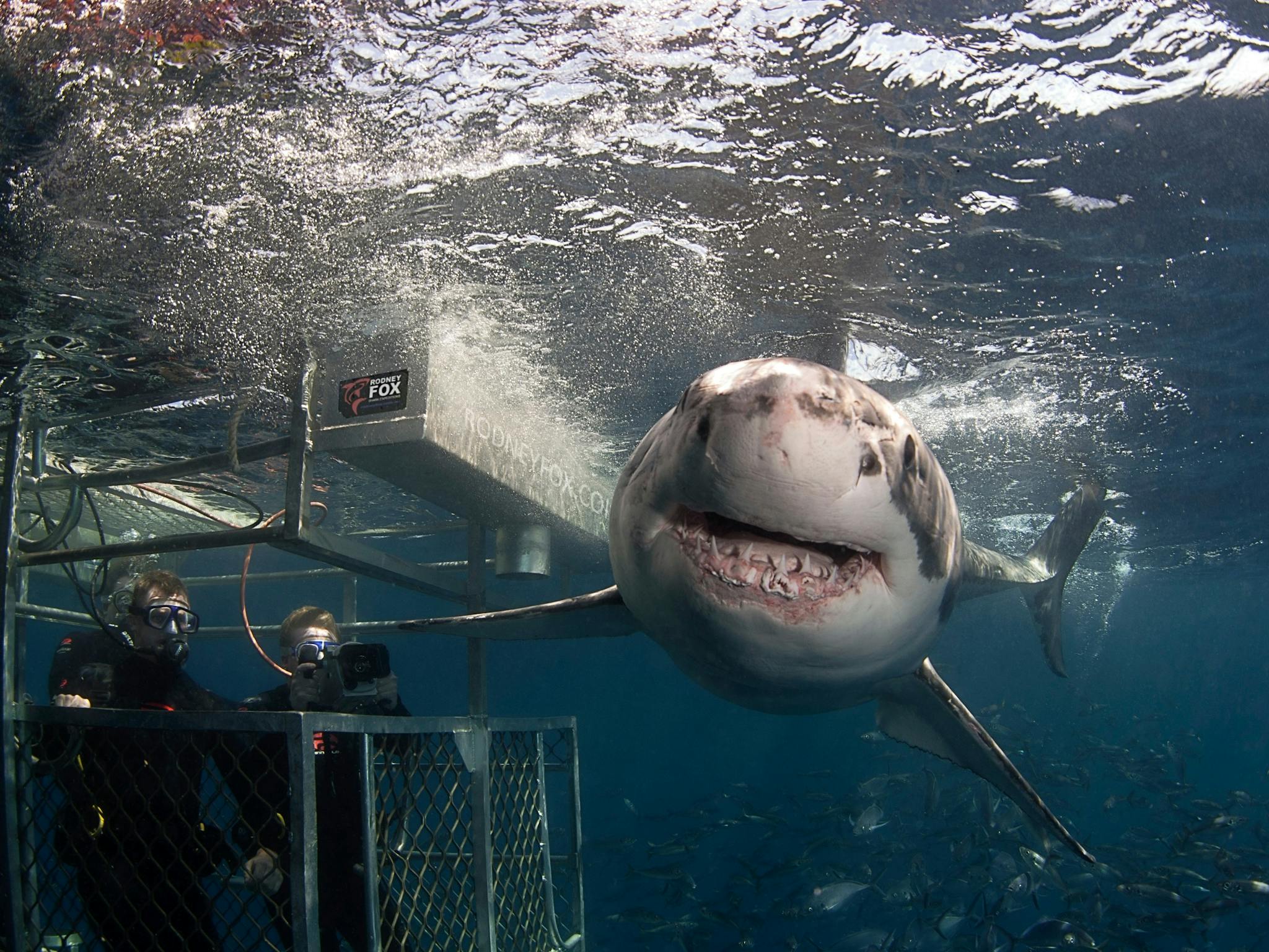 Rodney Fox Shark Expeditions Slider Image 3