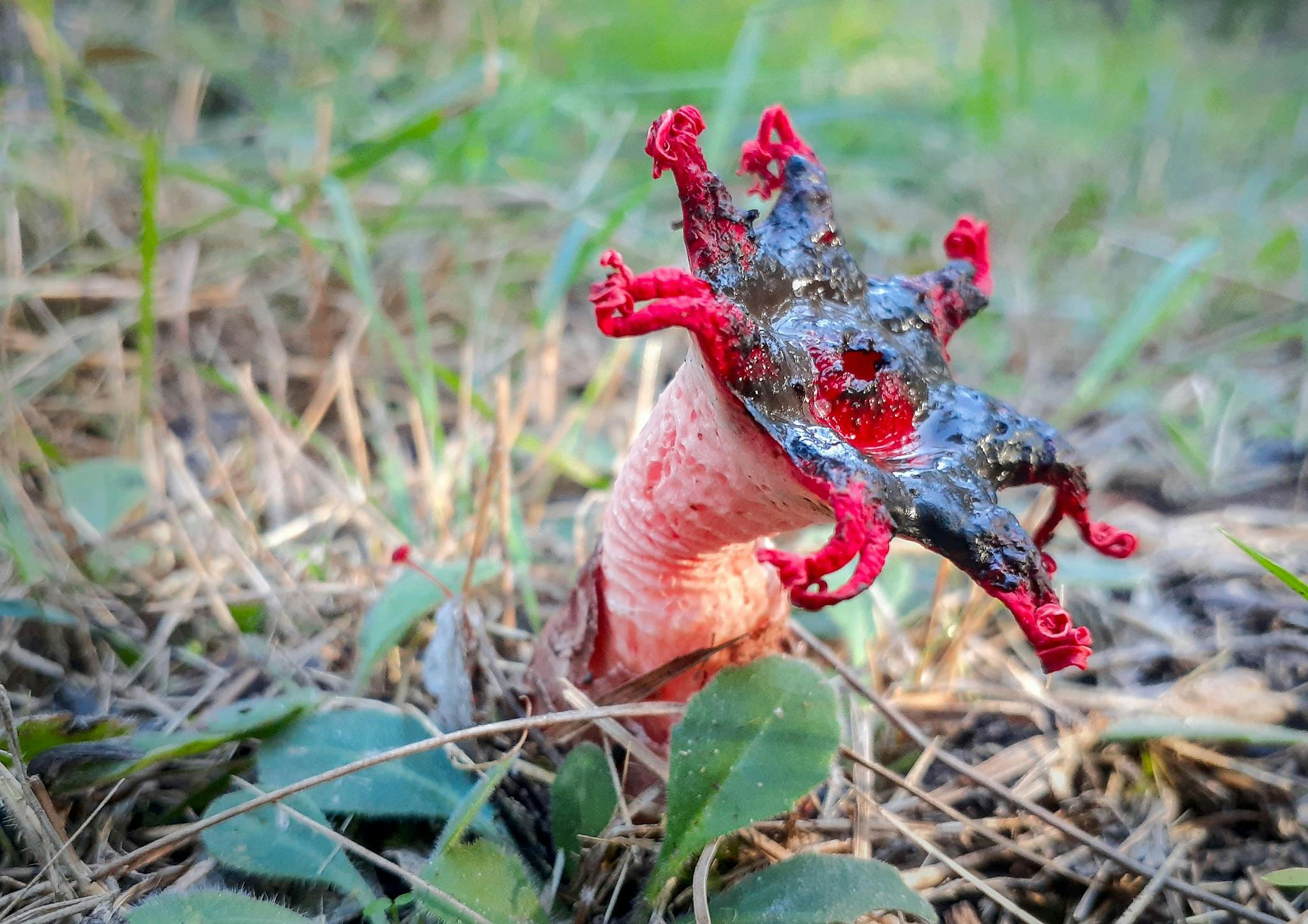 Red fungi that looks like a star fish with six points