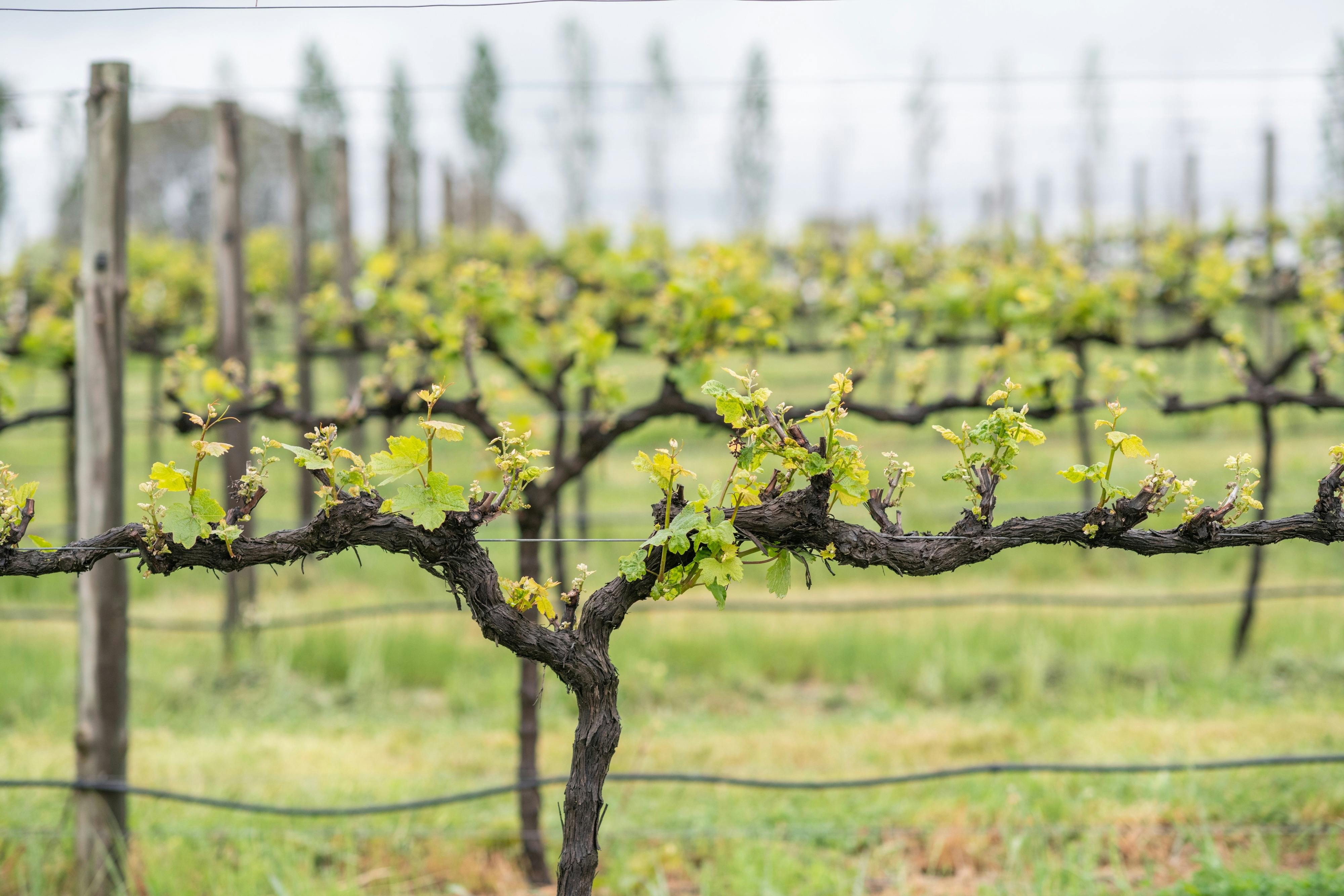 힐 파크 포도원 포도나무