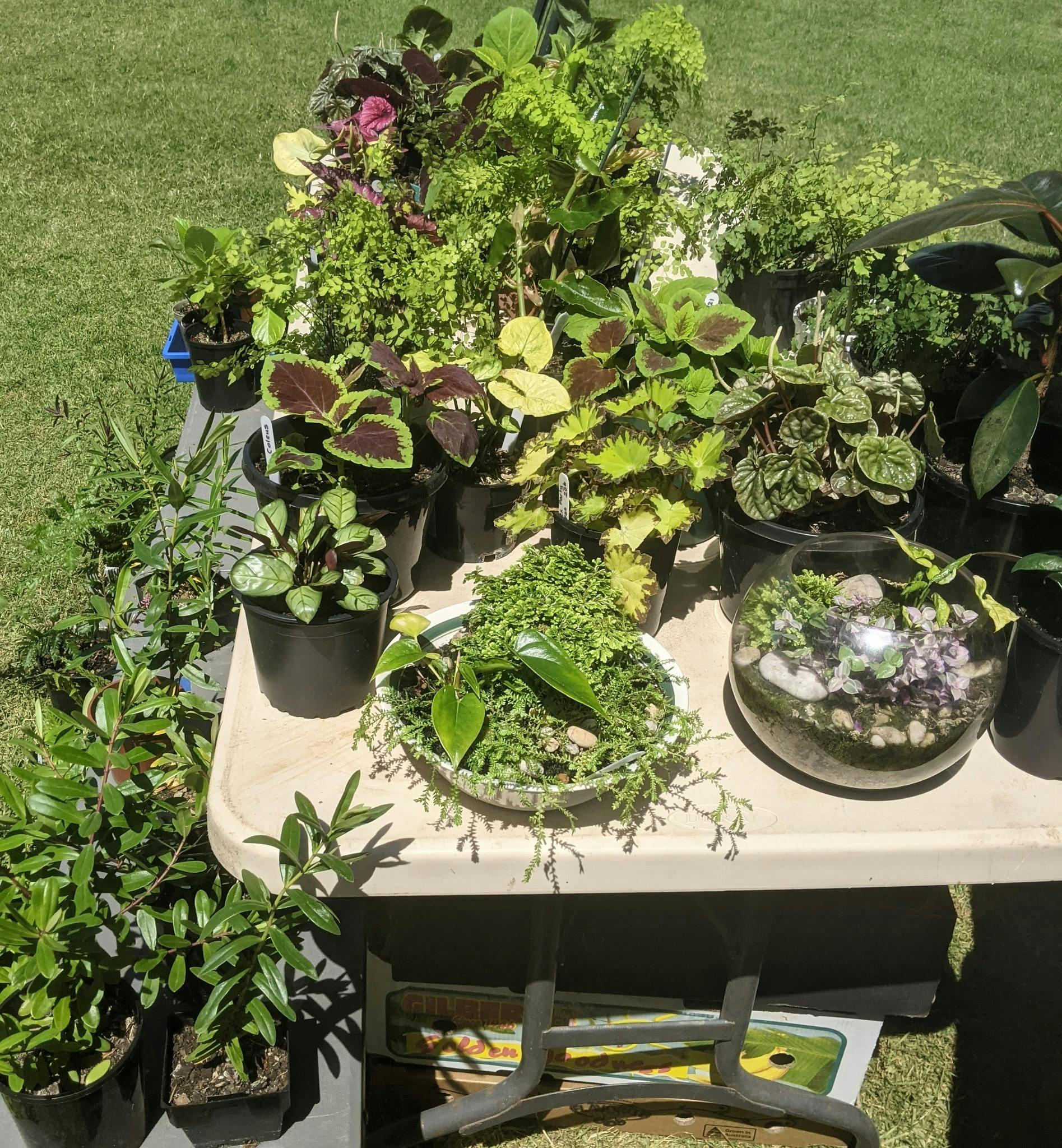 Apollo Bay Community Market