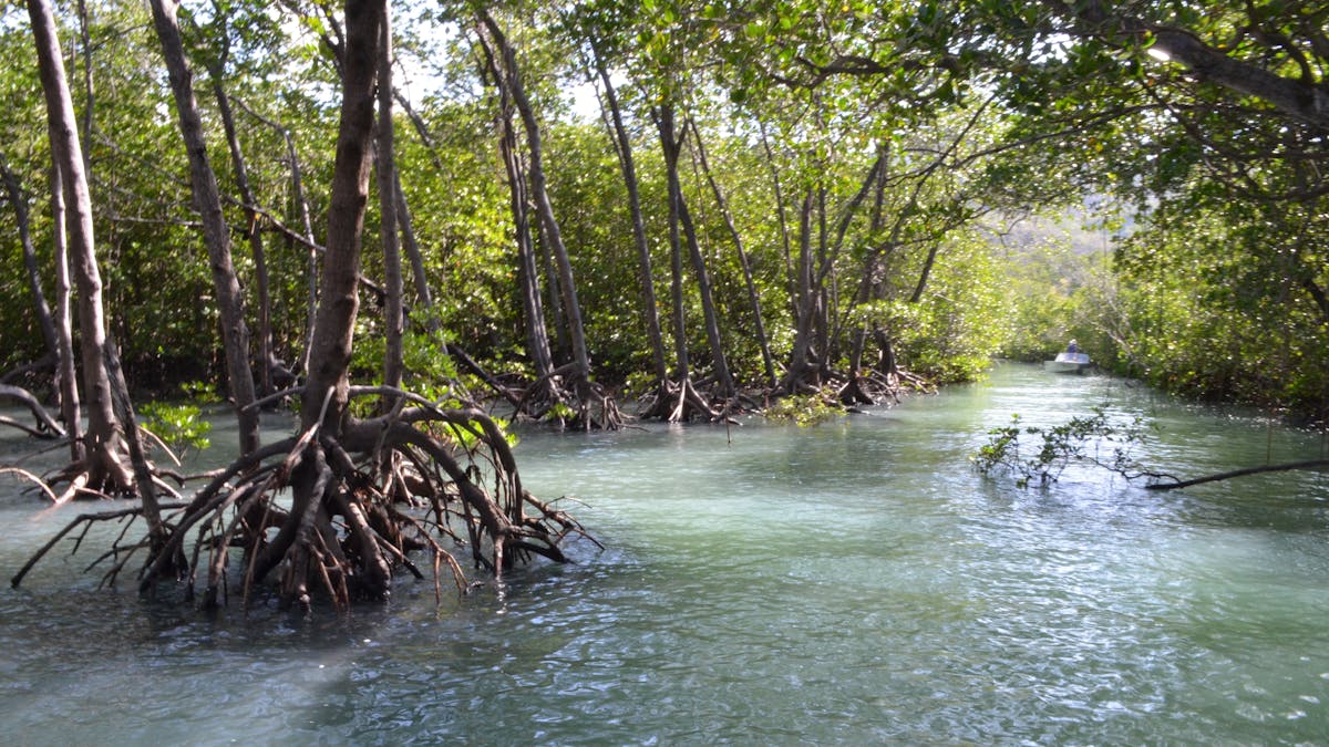 Up mangrove creek Up mangrove creek