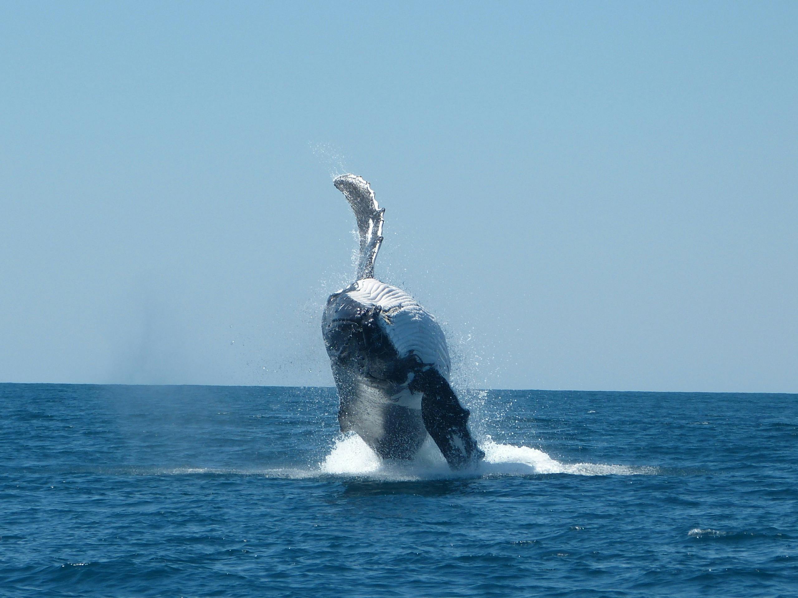 A humpback whale breeches out of the water