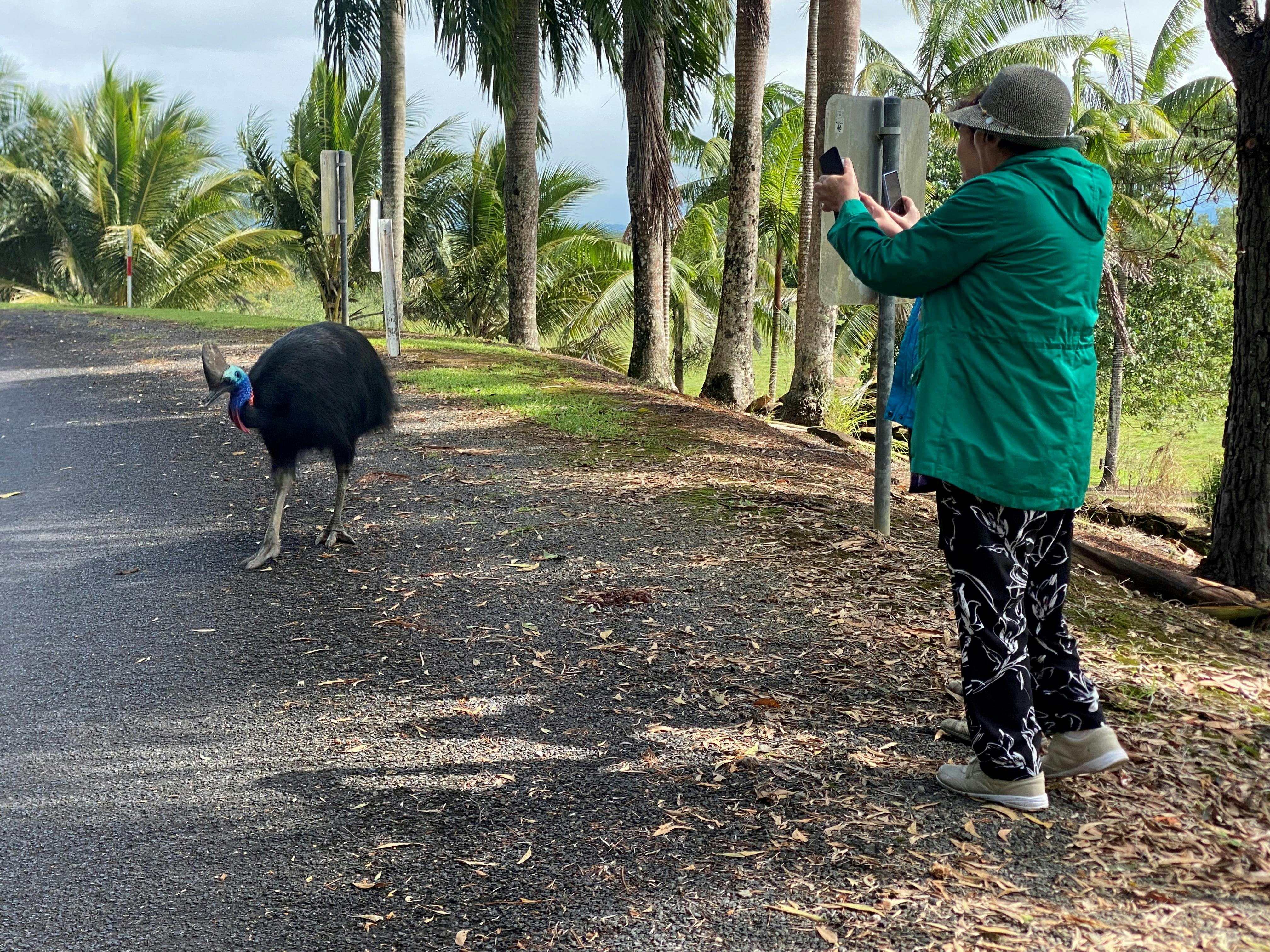 Cassowary Tour