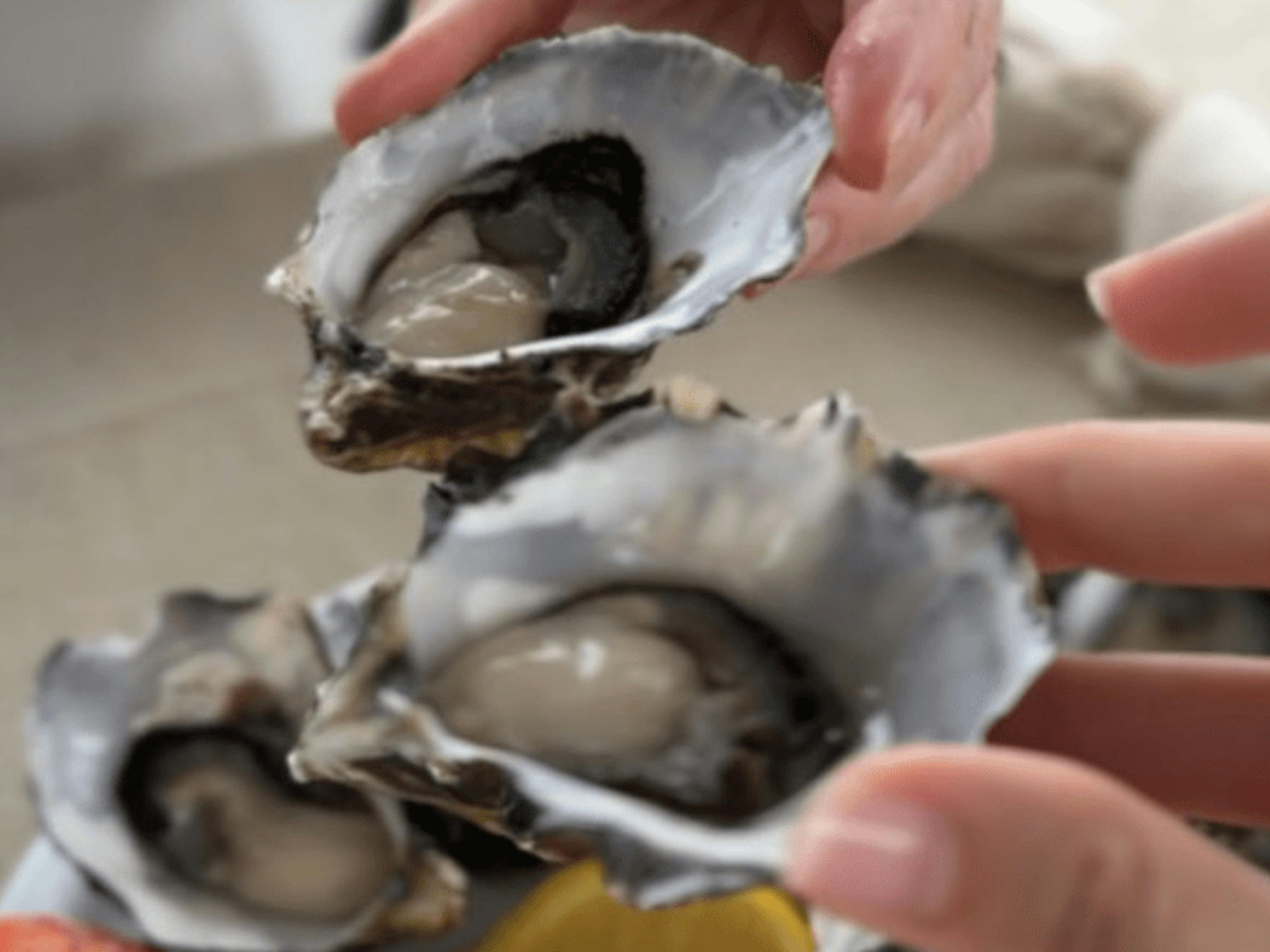 Close up photo of oysters.