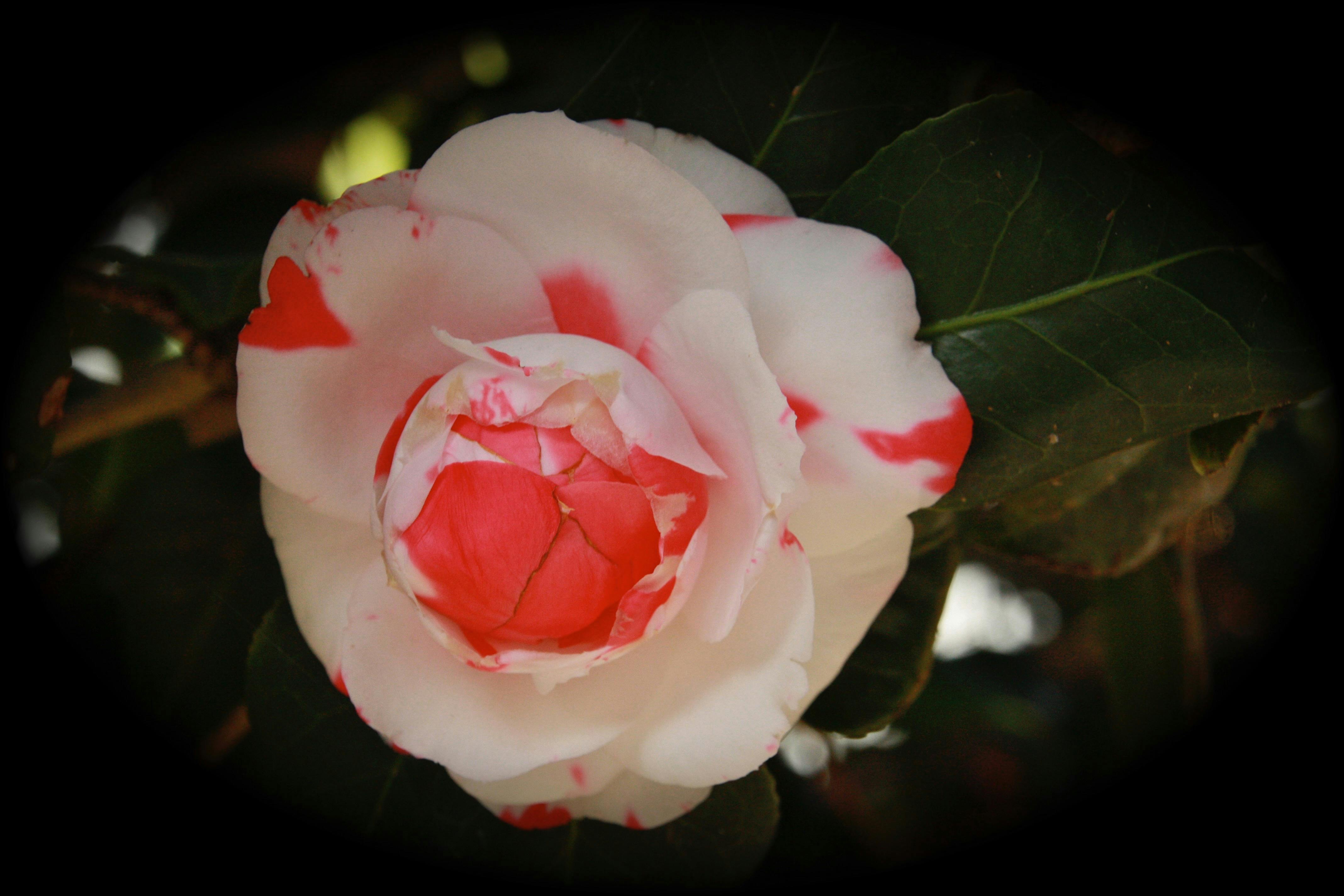 One of the many flowers from their garden
