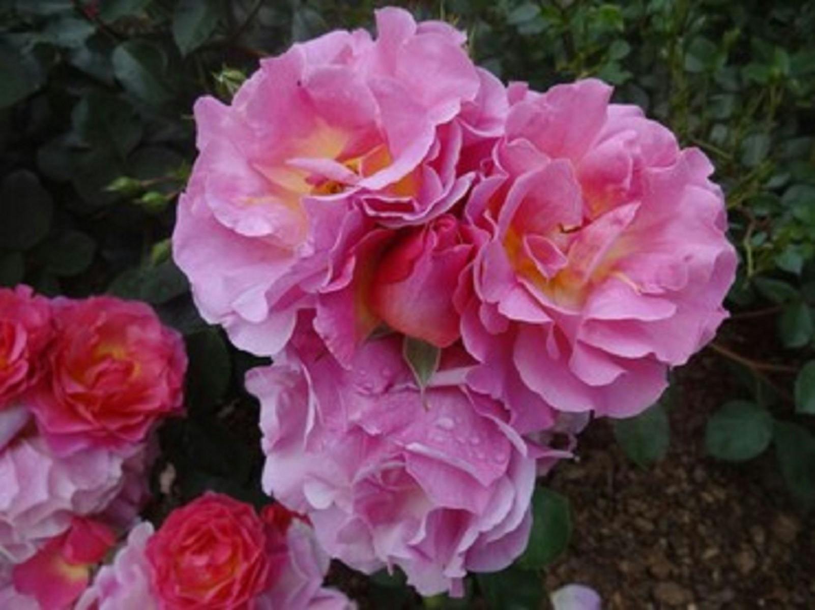 Leongatha Rose Spectacular