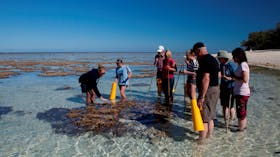 Reef walking, Lady Elliot Island