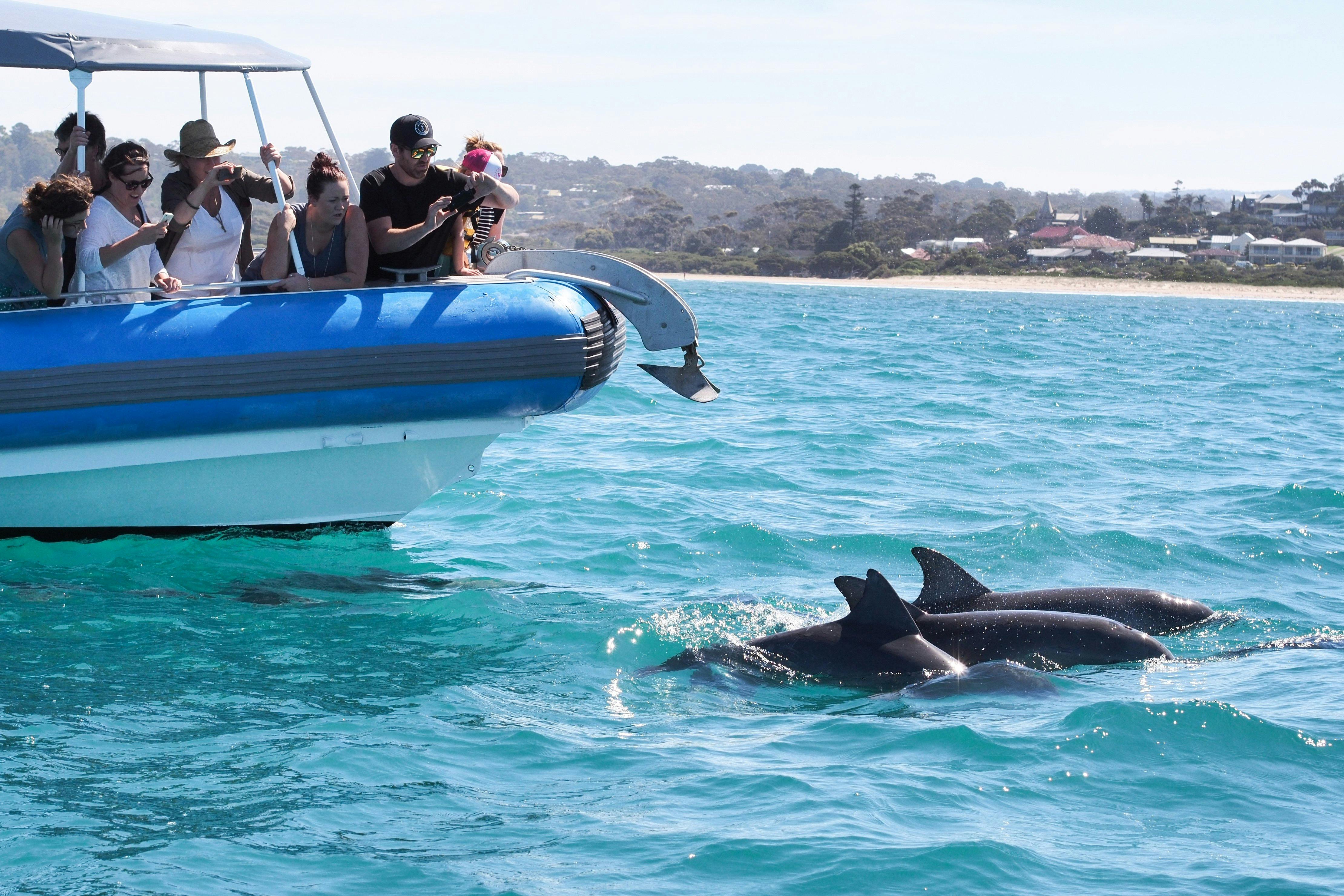 Dolphins swimming in fron of tHe Big Duck