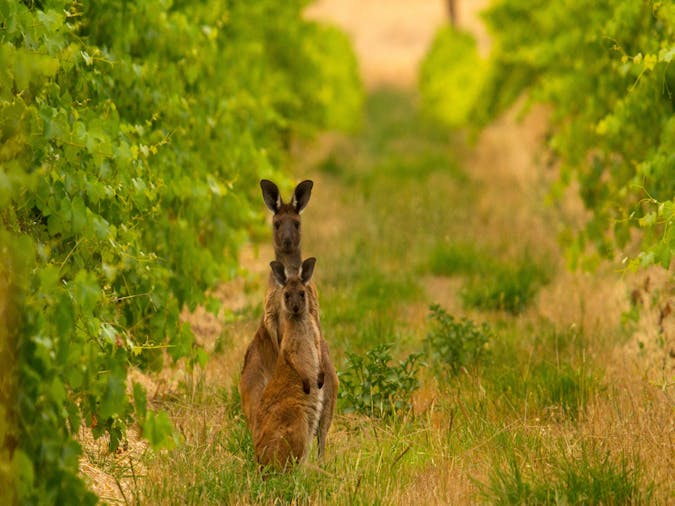 Barossa Valley an authentic journey
