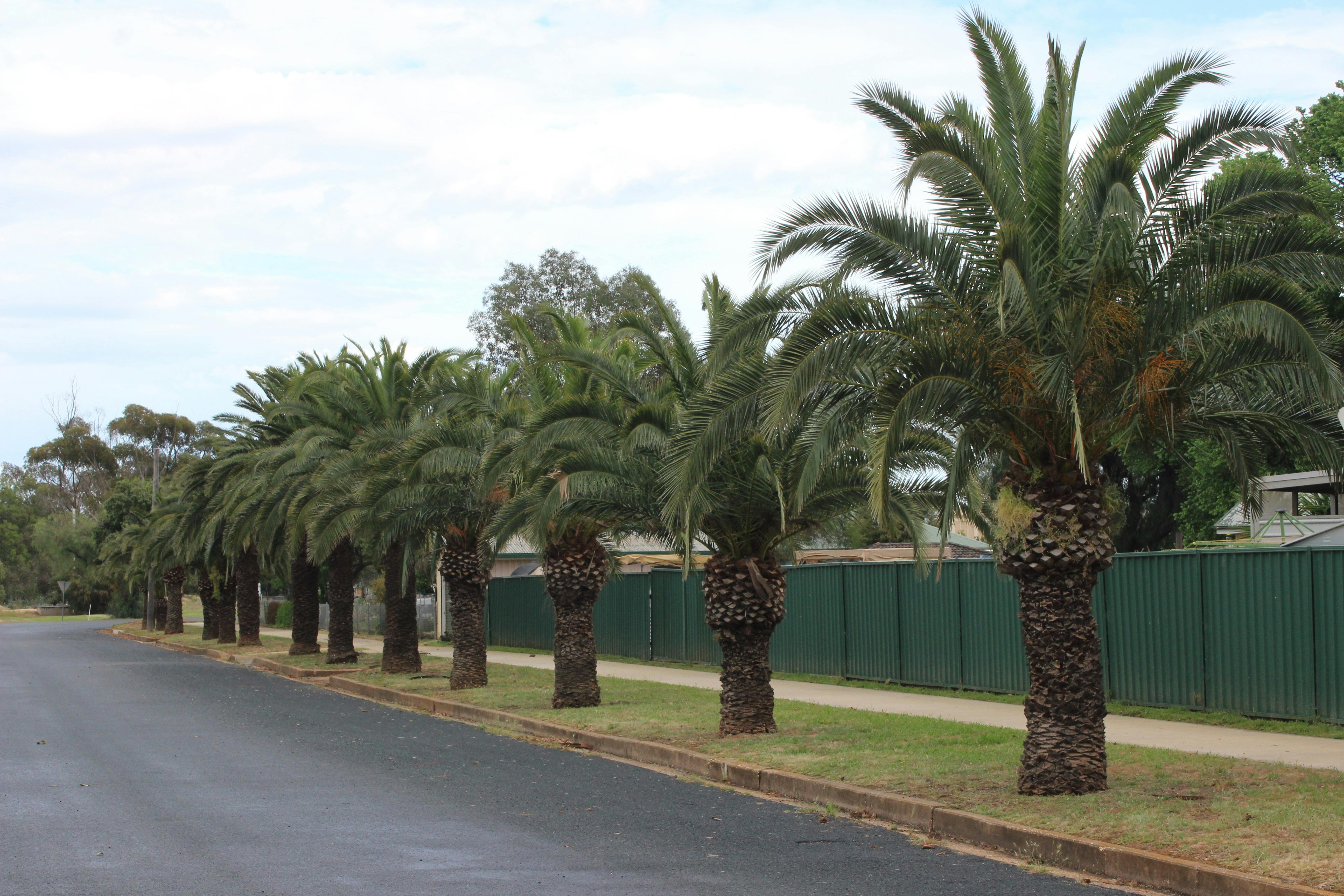 The date palms planted on Stephen Street from seeds brought back by World War I soldiers.