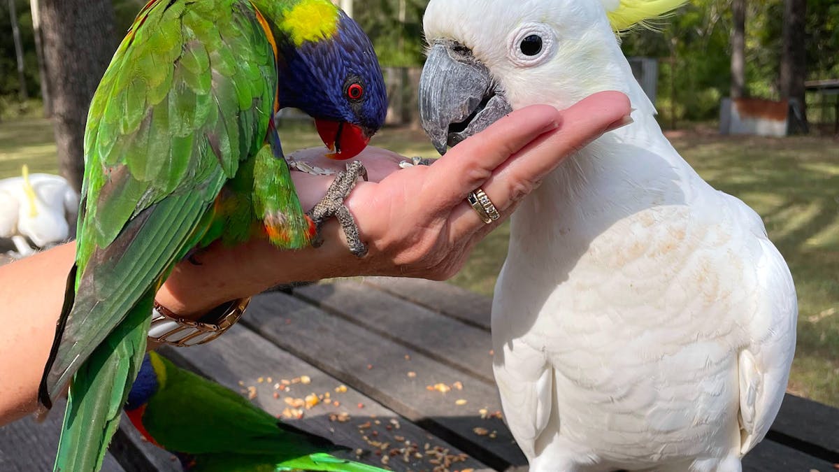 Daily bird feeding, experience nature
