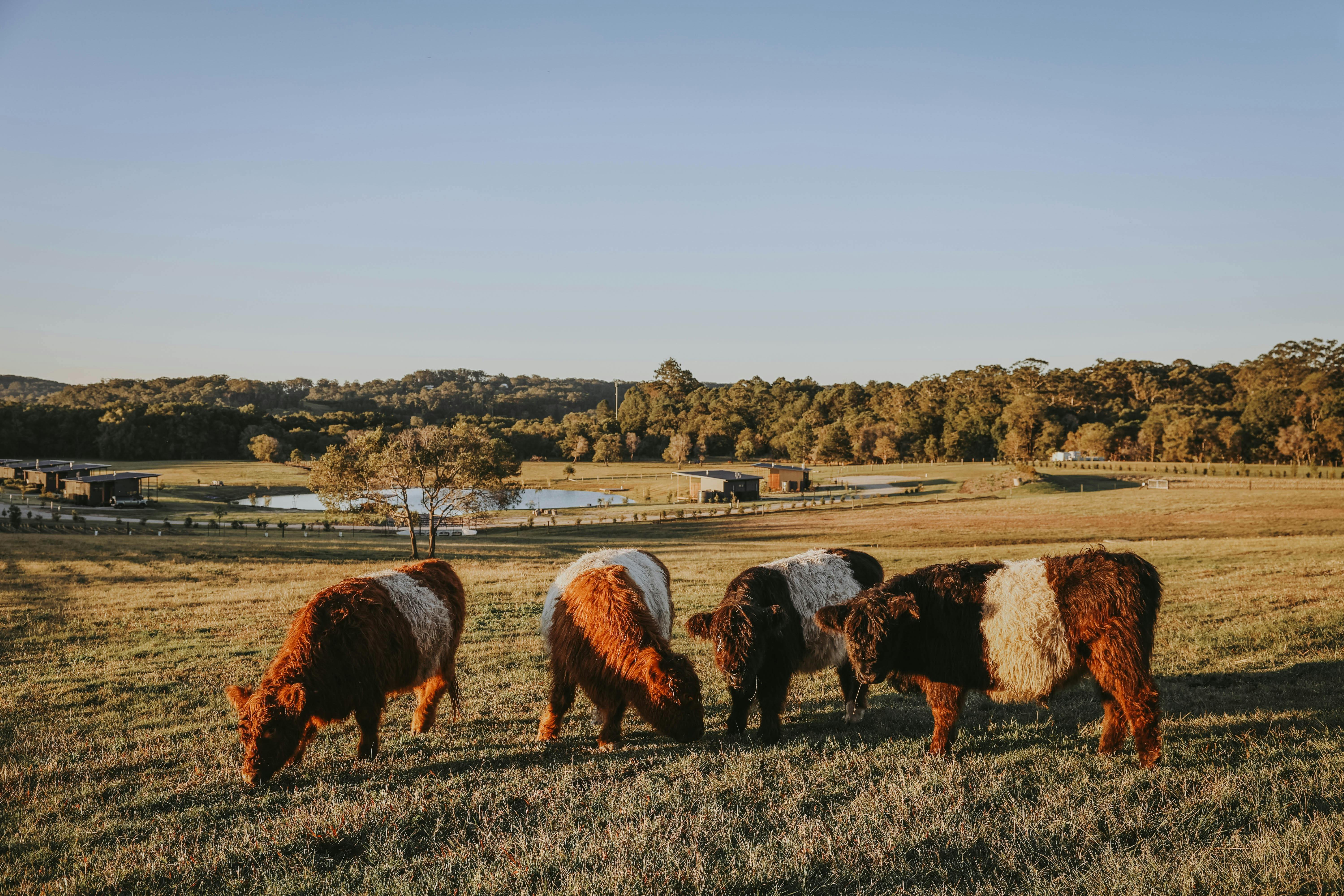 Miniature belted galloway steer