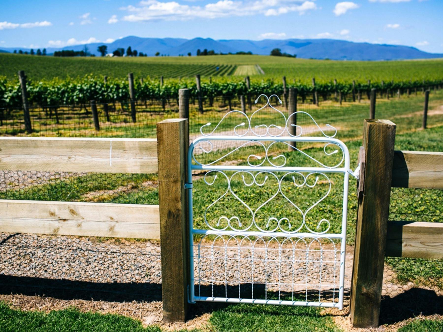 A view o f the vineyards on Chillout Travel's Yarra Valley tour.