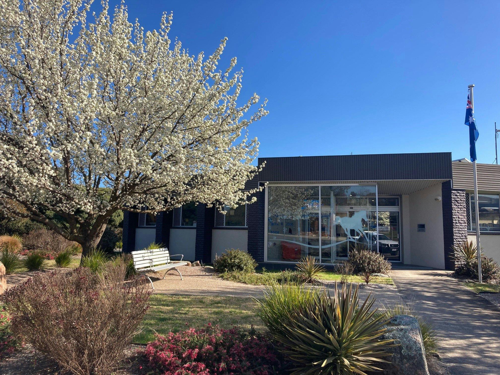 Spring day, blossoms in trees looking at the entrance of Elyne Mitchell Libary and Council Office