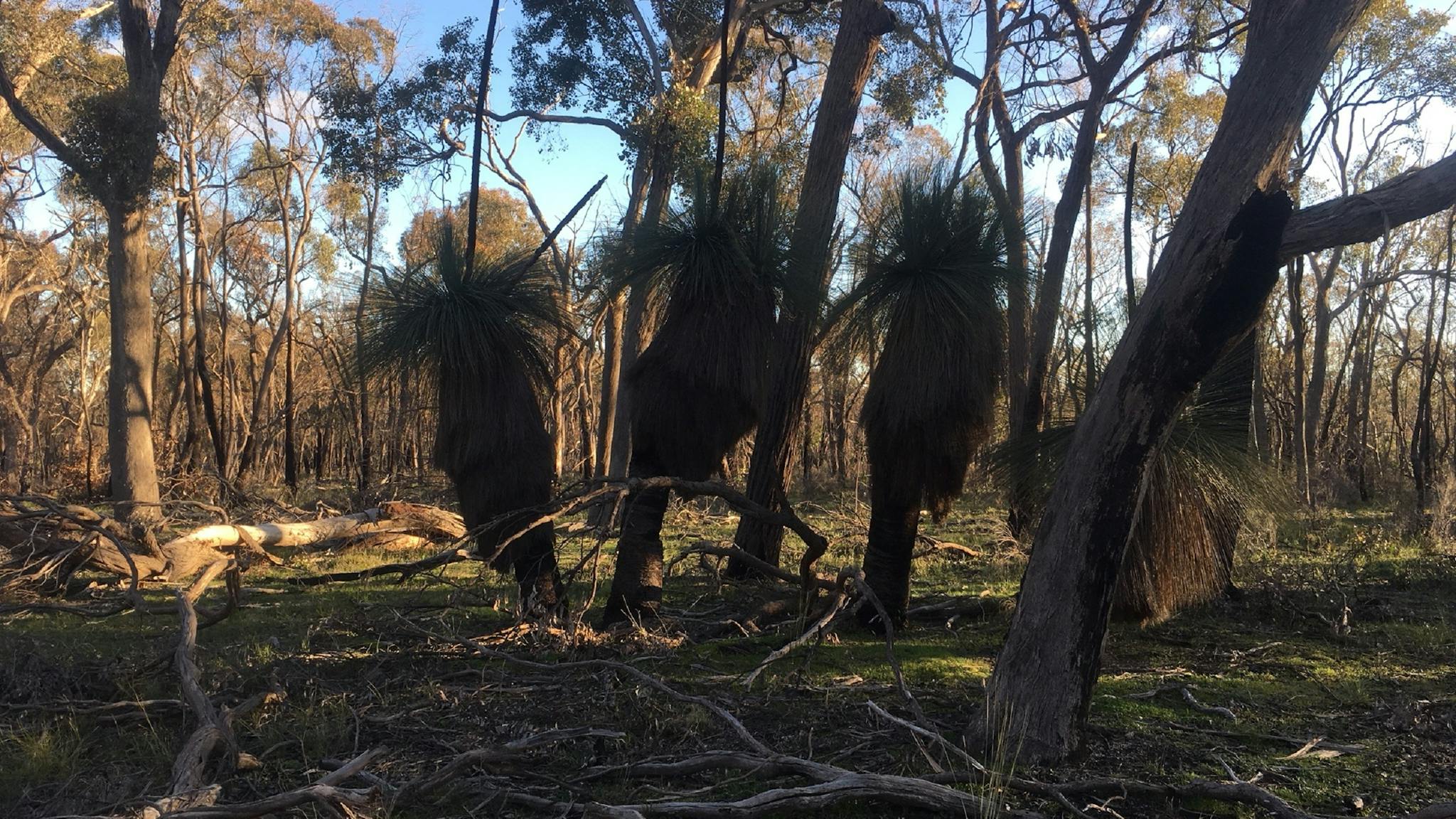 grass trees, gum trees, dead branches on ground, sunny day, blue skies.