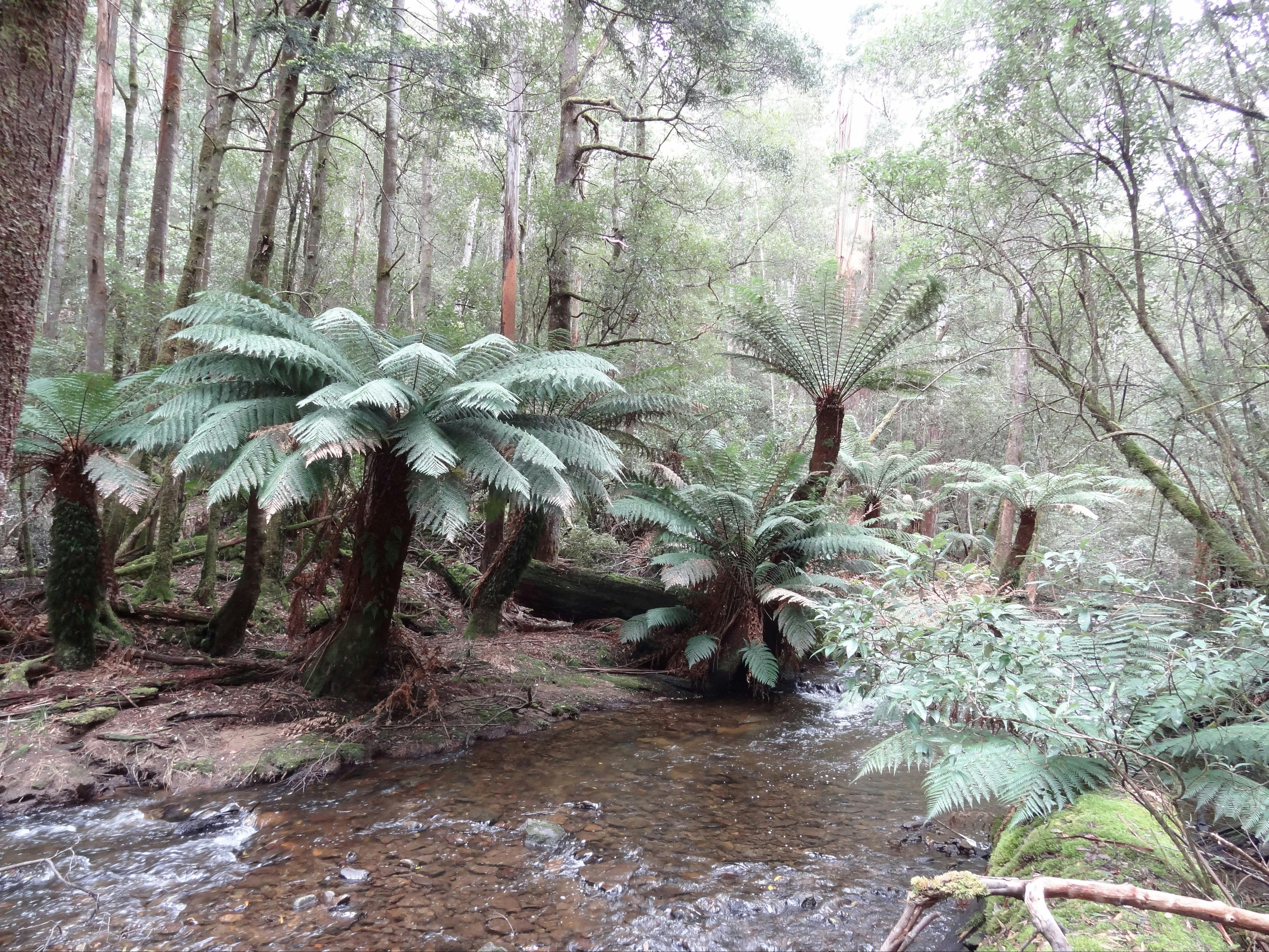 Russel Falls walkway