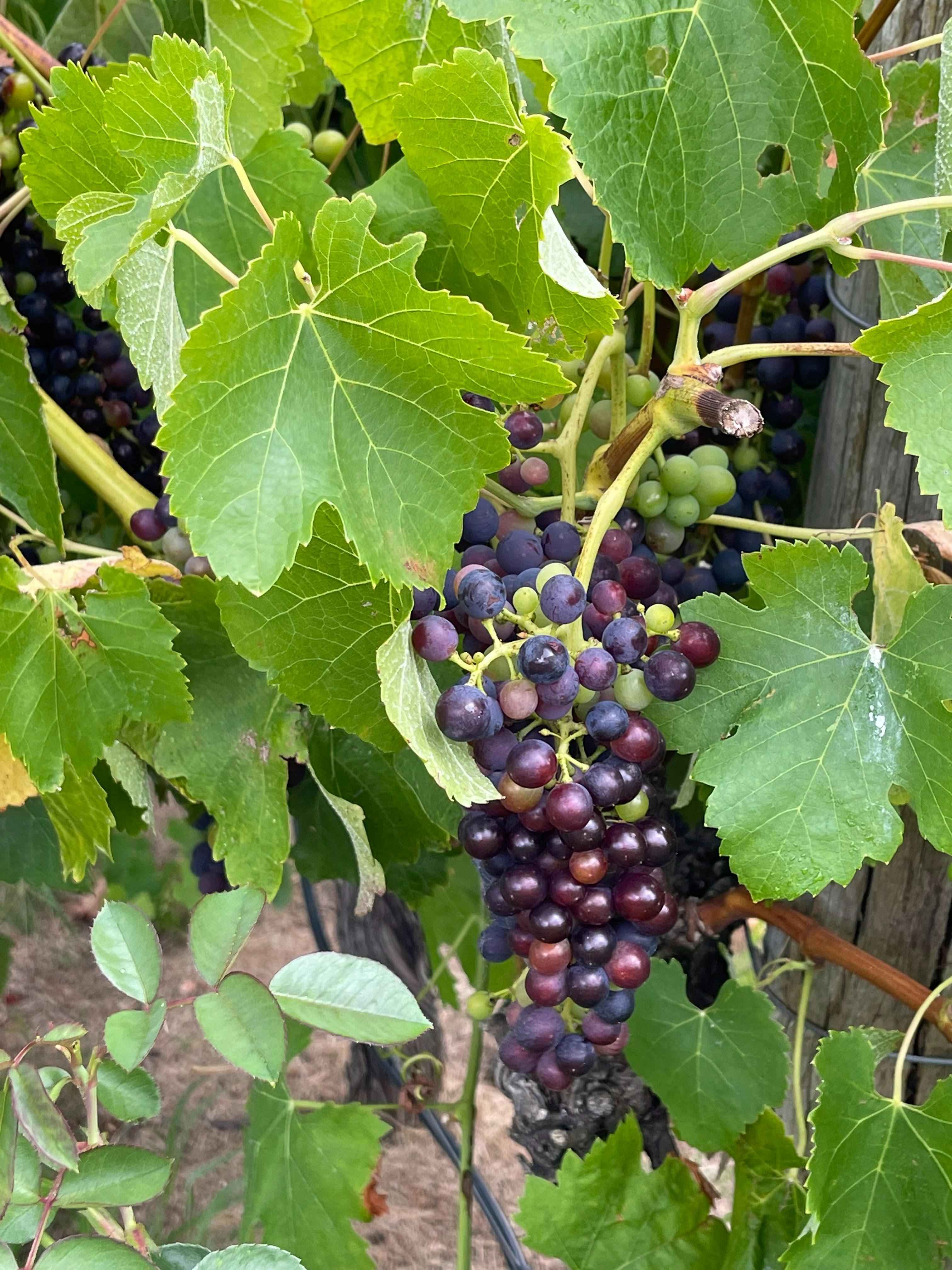 Wine making grapes