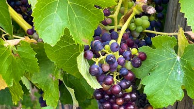 Wine making grapes