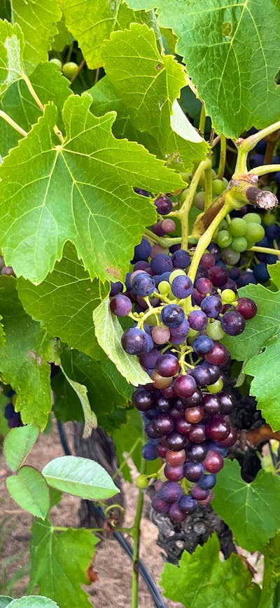 Wine making grapes
