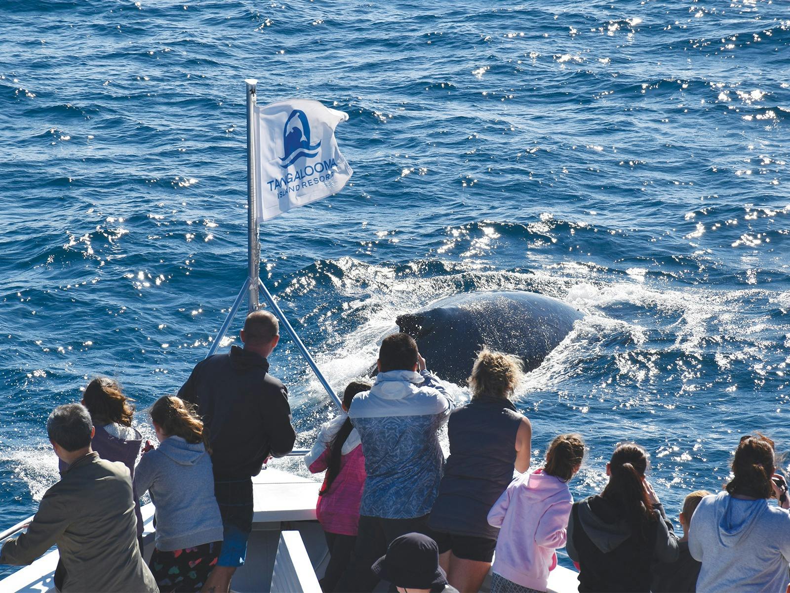 People on Tangalooma boat looking at a whale in the water closeby