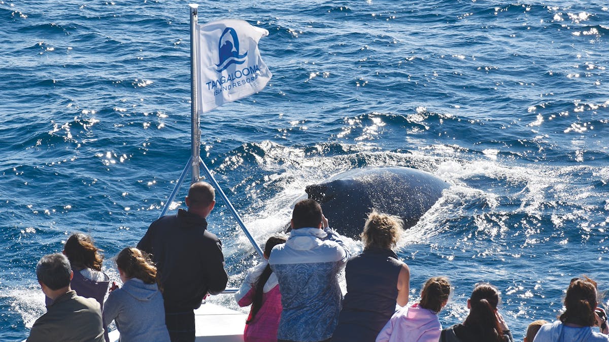 People on Tangalooma boat looking at a whale in the water closeby
