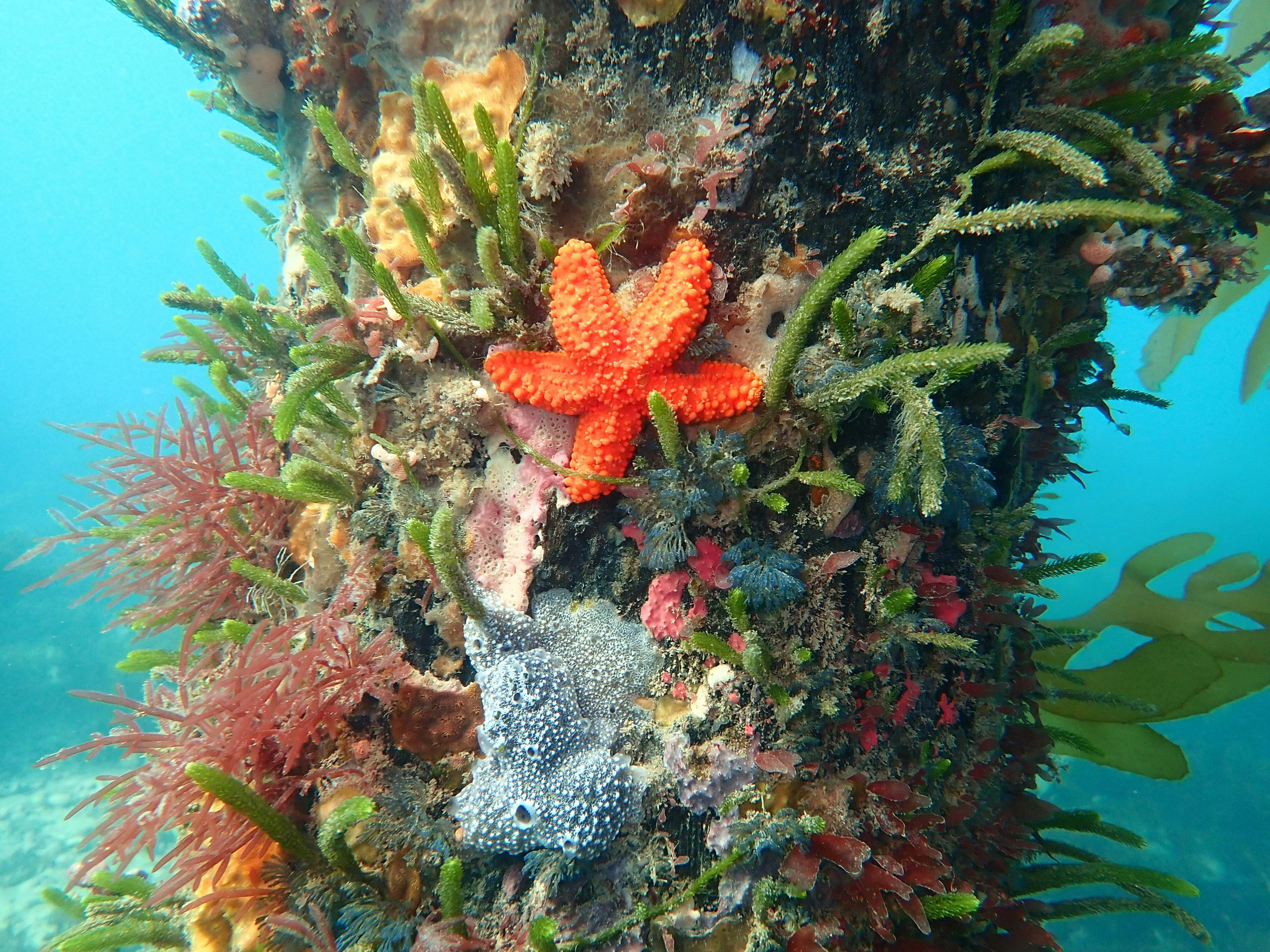 marine life Port Phillip Bay